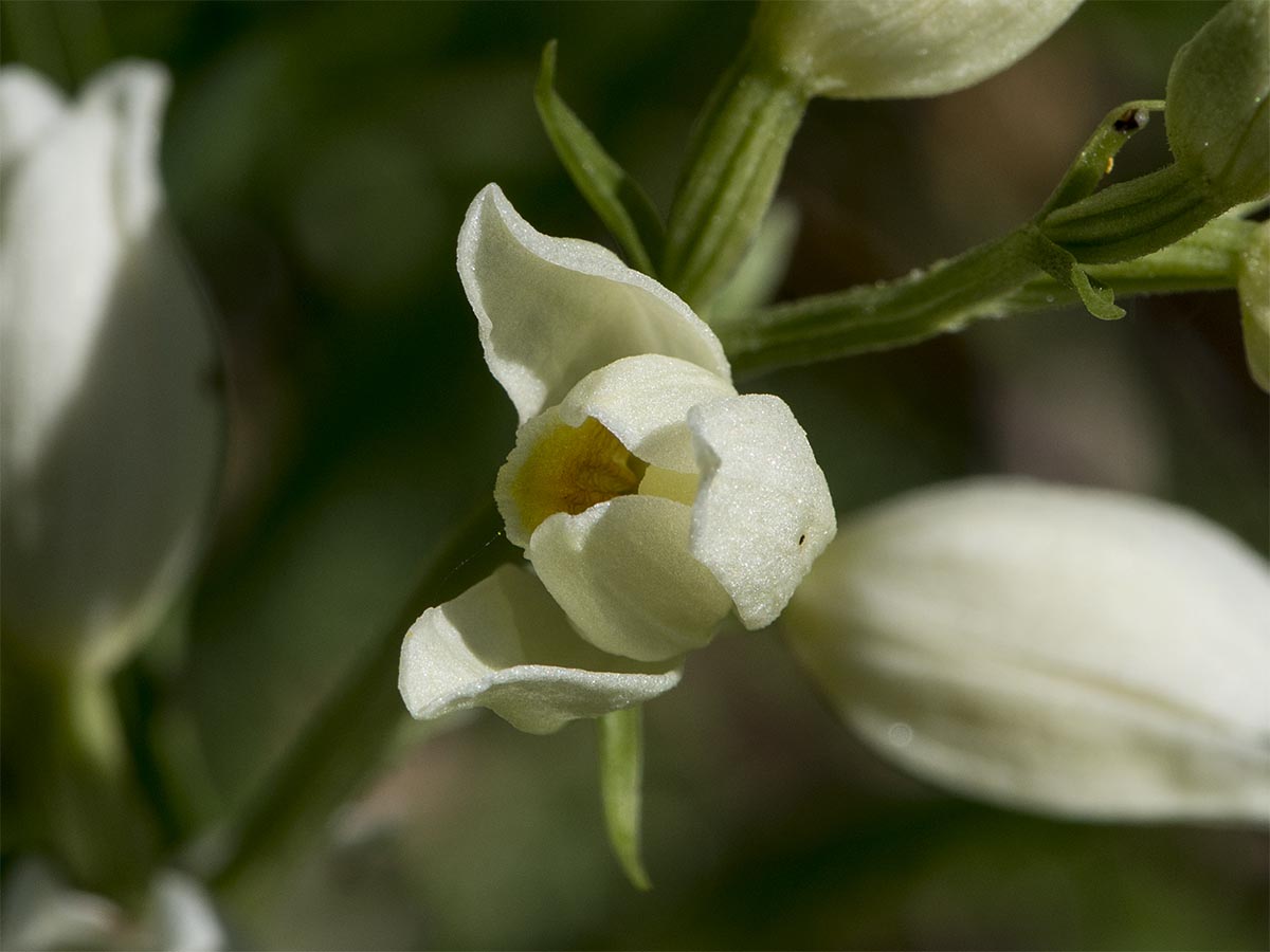 Cephalanthera damasonium